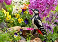 Puzzle Woodpecker among flowers