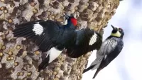 Quebra-cabeça Woodpeckers and acorns