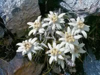 Puzzle Edelweiss