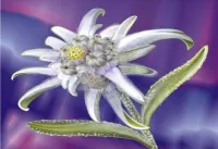 Puzzle Edelweiss