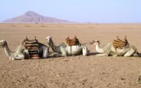 Jigsaw Puzzle Egypt camels