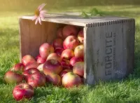 Пазл Эхинацея и яблоки