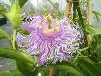 Quebra-cabeça Exotic flower