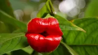 Bulmaca Exotic flower