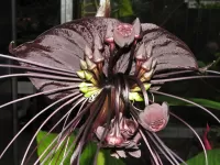 Bulmaca exotic flower