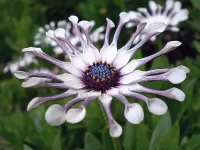 Bulmaca exotic flower