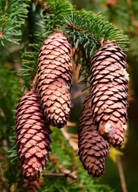 Jigsaw Puzzle Spruce cones