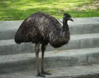 Quebra-cabeça Emu