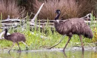 Rompecabezas EMU