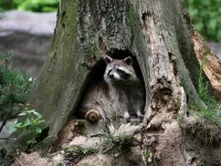 Bulmaca Raccoon