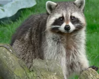 Slagalica Raccoon
