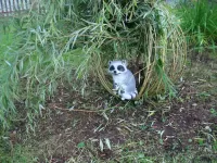 Quebra-cabeça Raccoon at the cottage