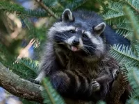 Rätsel Raccoon