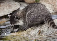 Rompecabezas Raccoon near the water