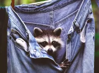Puzzle Raccoon in jeans