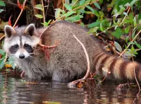 Zagadka Raccoon in the water
