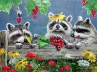 Quebra-cabeça Raccoons