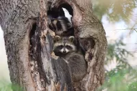 Puzzle raccoons