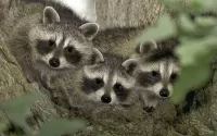 Quebra-cabeça raccoons