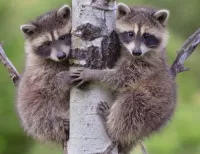Bulmaca Raccoons in a tree