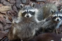 Quebra-cabeça Raccoons zoo