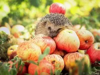 Puzzle Hedgehog among apples