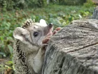 Quebra-cabeça hedgehog