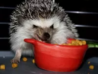 Rompicapo Hedgehog is taking lunch