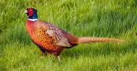 パズル Pheasant
