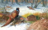 Bulmaca Pheasants in the forest
