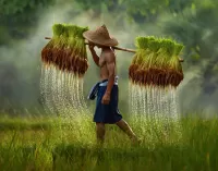 Rompecabezas Farmer in Thailand