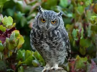 Rompecabezas Owl