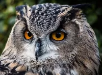 Rompicapo Owl
