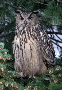 Puzzle Owl on a pine tree