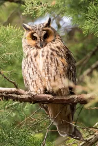 Rompecabezas Owl on tree