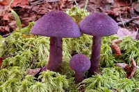 Jigsaw Puzzle Purple mushrooms