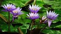 パズル purple water lilies