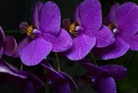 Пазл Фиолетовые орхидеи
