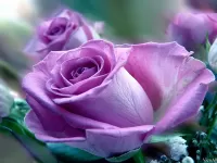 Slagalica Fioletovie rozi