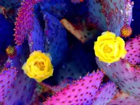 Quebra-cabeça Purple cactus