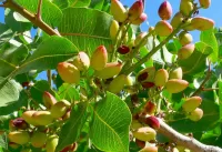 Jigsaw Puzzle Pistachios on the tree