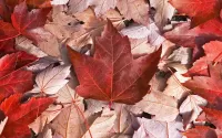 Jigsaw Puzzle Flag of Leaves