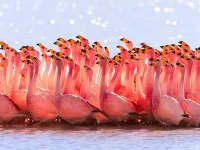 パズル Flamingo