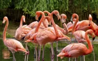 Quebra-cabeça Flamingo
