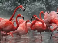 Quebra-cabeça Flamingo v snegu