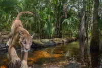 Quebra-cabeça Florida panther