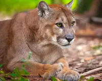 Jigsaw Puzzle The Florida Panther