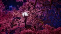 Quebra-cabeça Lantern and Sakura