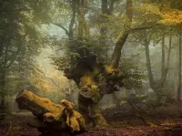 Rätsel Forest