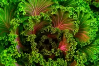 Slagalica fraktal salat